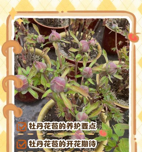 牡丹花苞多久能开花？开花异常的原因是什么？