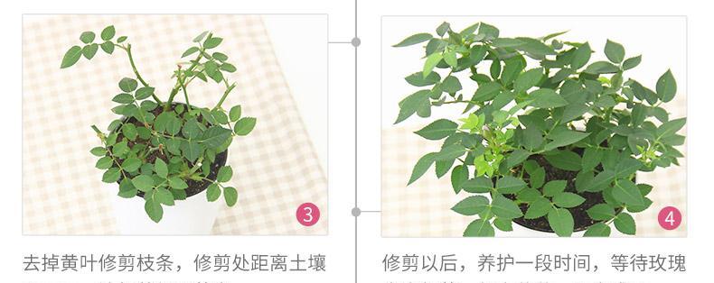 玫瑰花苞期的管理方法有哪些？