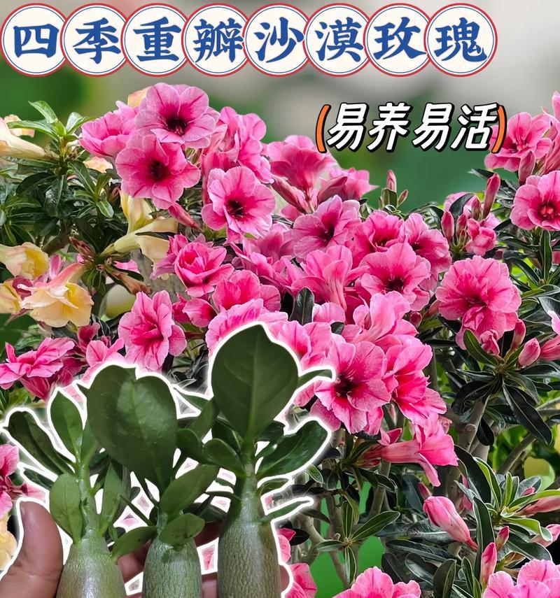 玫瑰花苞期的管理方法有哪些？