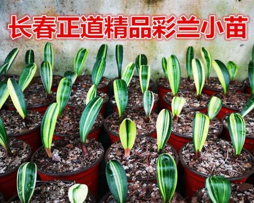 君子兰长出大量新芽是好现象吗？如何处理多余的芽？