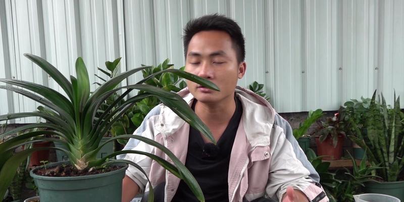 君子兰长出大量新芽是好现象吗？如何处理多余的芽？