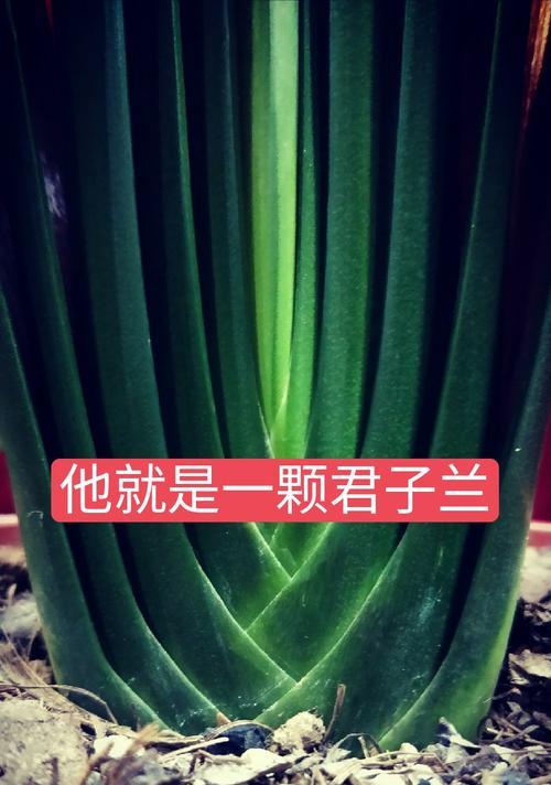 君子兰佛手品种的起源是什么？它有何特别之处？