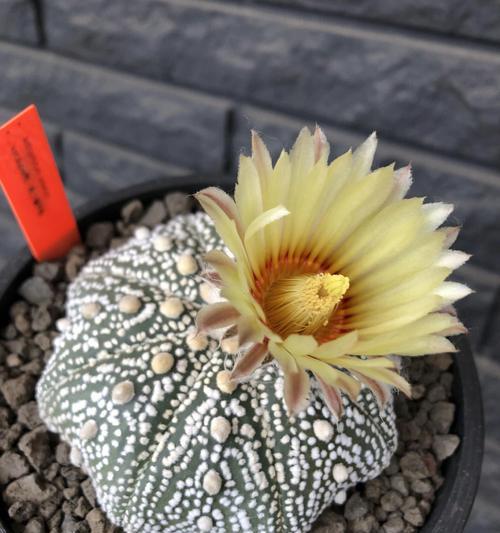 大花盆适合栽种仙人球吗？哪种花盆最适合仙人球？