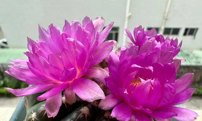 仙人球适合哪种肥料？施肥时应注意什么？