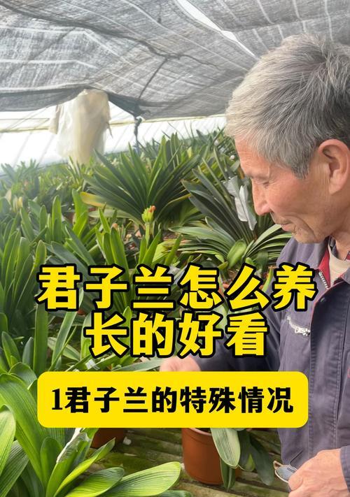 君子兰理发师傅好养吗？如何正确养护？