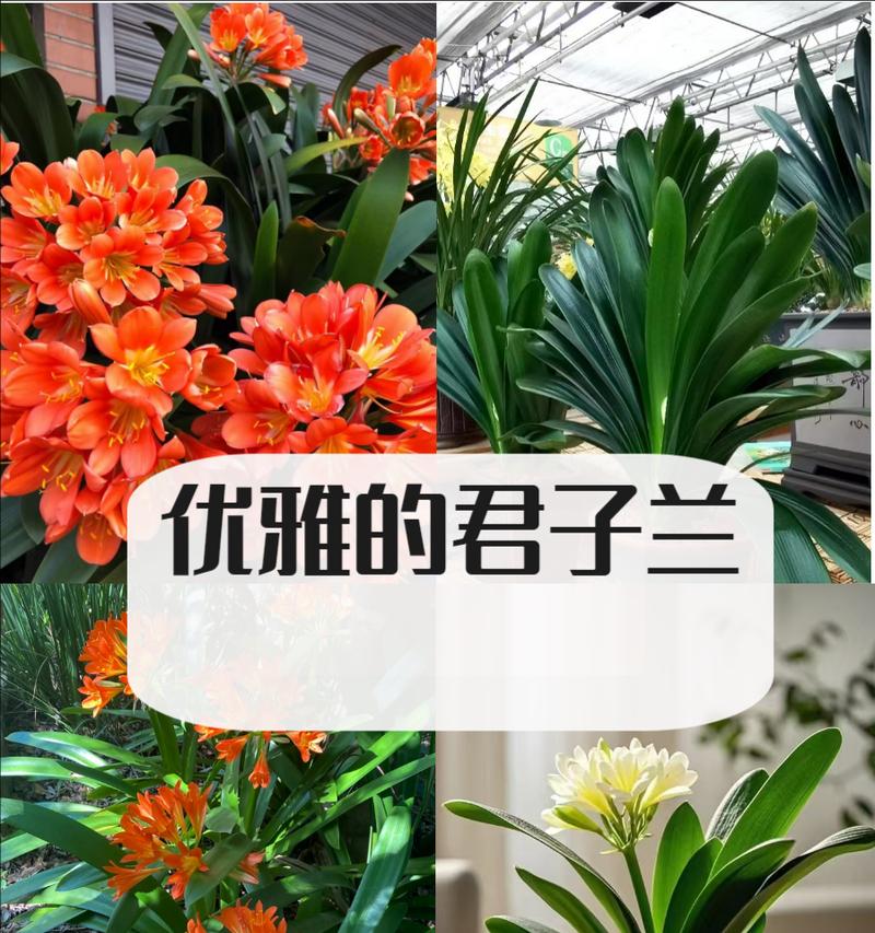君子兰有哪些品种？各自的寓意是什么？