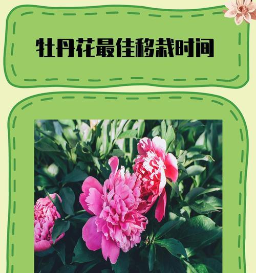 牡丹花的浇水技巧是什么？
