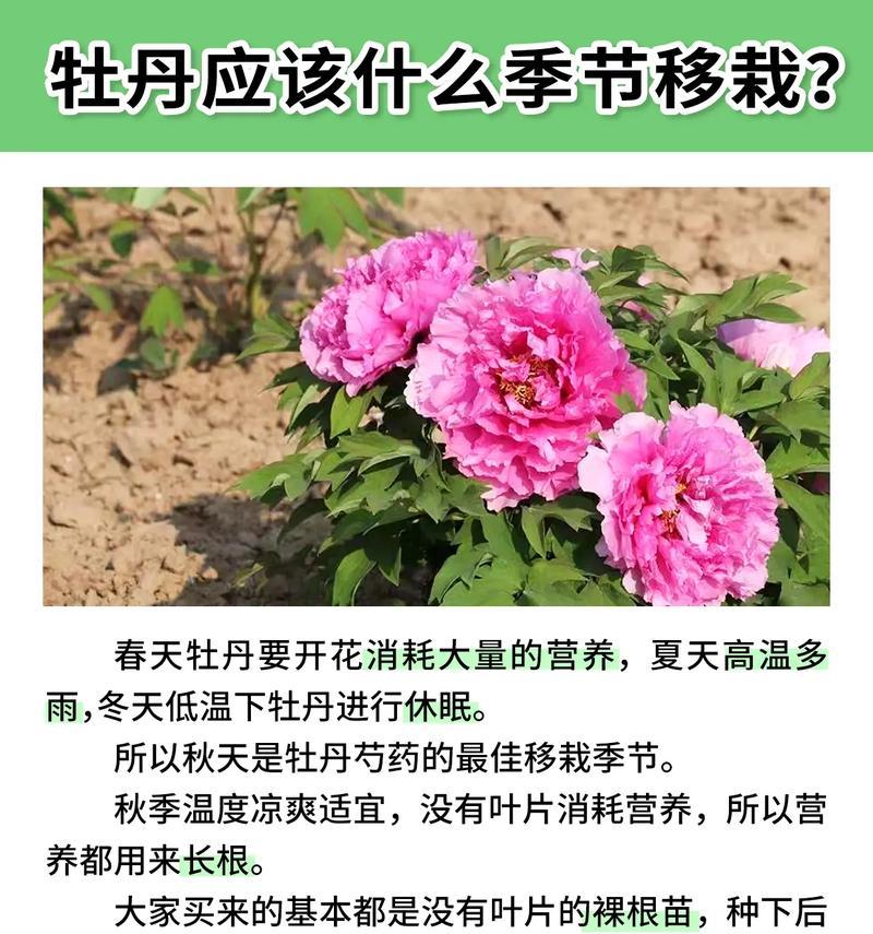 牡丹花的浇水技巧是什么？