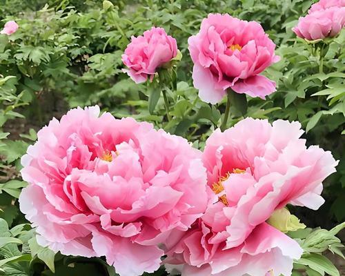 这种植物像牡丹花吗？它的真实名称是什么？