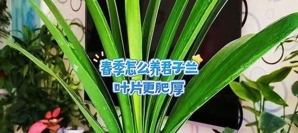 君子兰养叶片怎么养？有什么特别的方法吗？