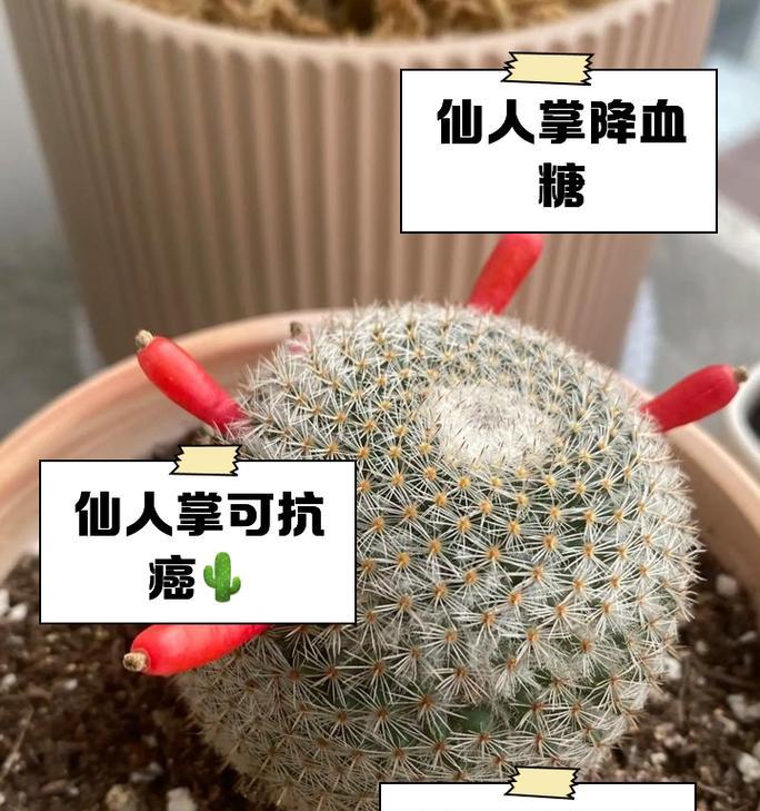 牧师仙人掌的养殖方法是什么？牧师仙人掌的养护要点有哪些？