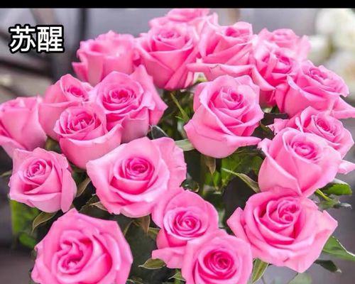 整盆玫瑰花的养护方法是什么？
