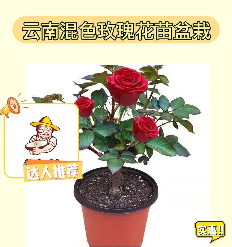 整盆玫瑰花的养护方法是什么？