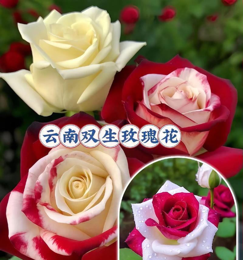 整盆玫瑰花的养护方法是什么？