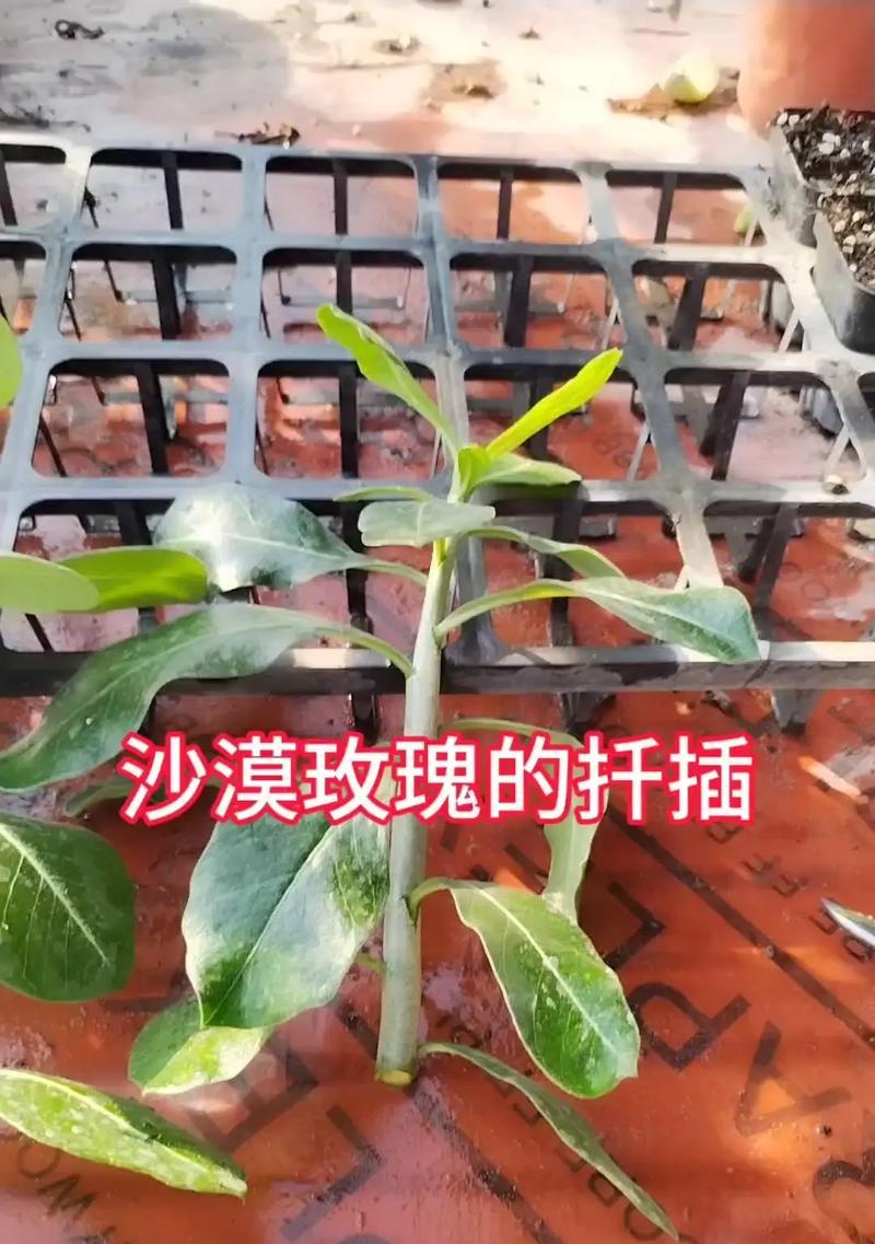 沙漠仙人掌的最佳扦插方法是什么？