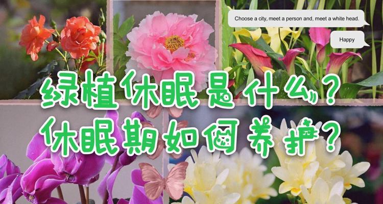 天天绣牡丹花的养护要点是什么？