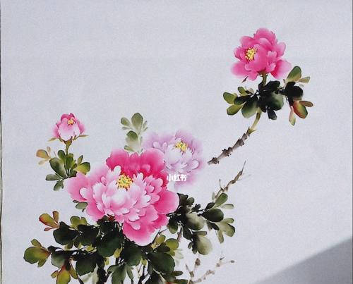 天天绣牡丹花的养护要点是什么？