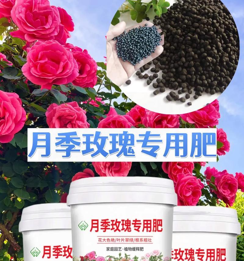 黑斑玫瑰花专用肥料是什么？如何正确使用？