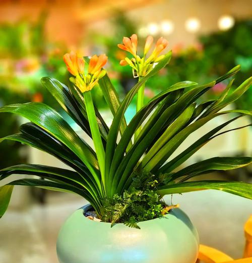 君子兰绿植桂花的养护要点有哪些？浇水需要注意什么？