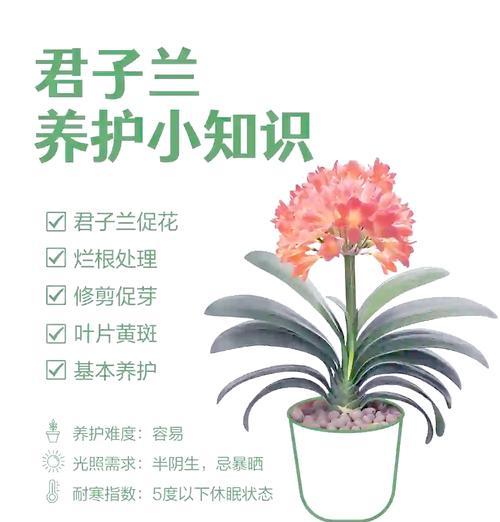 君子兰绿植桂花的养护要点有哪些？浇水需要注意什么？
