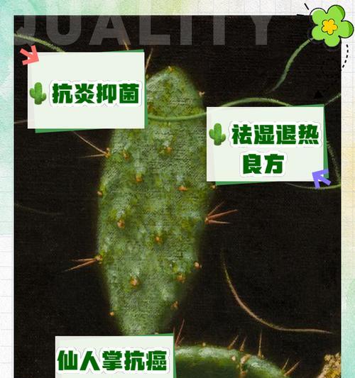仙人掌不发芽的原因是什么？