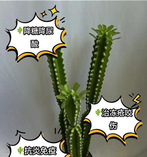 仙人掌不发芽的原因是什么？