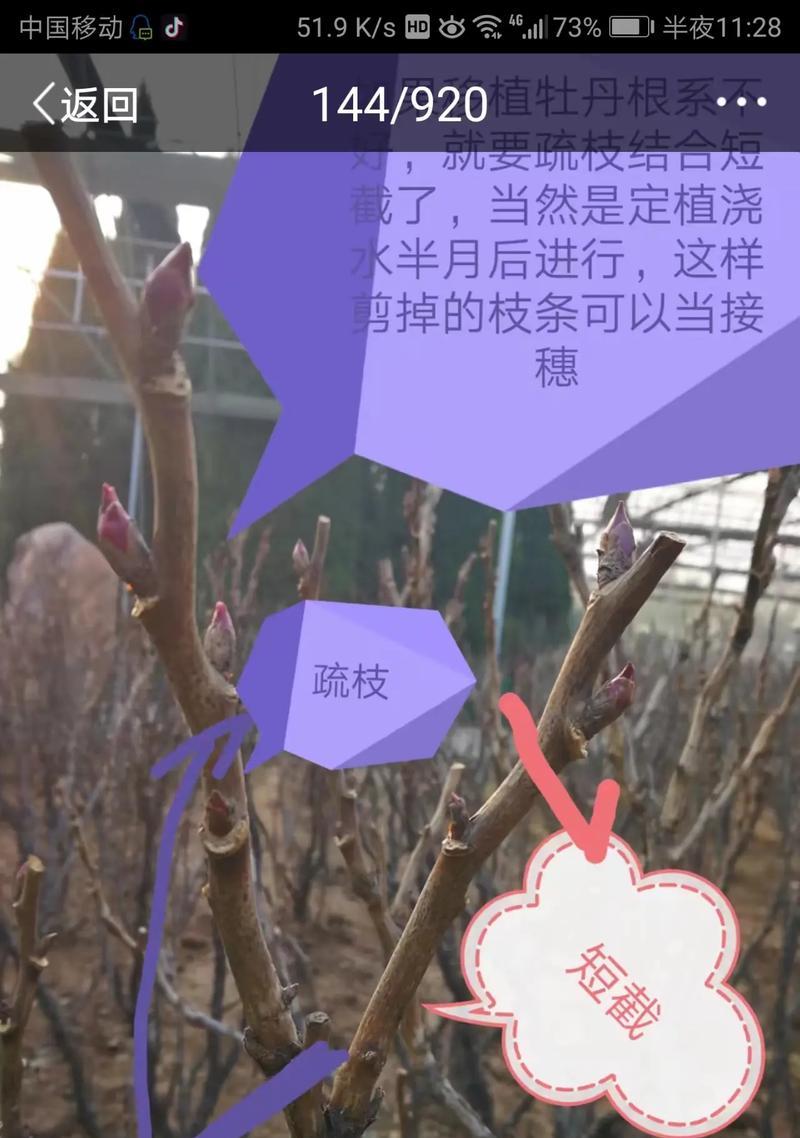 牡丹花出现干叶子怎么办？预防和处理的方法有哪些？