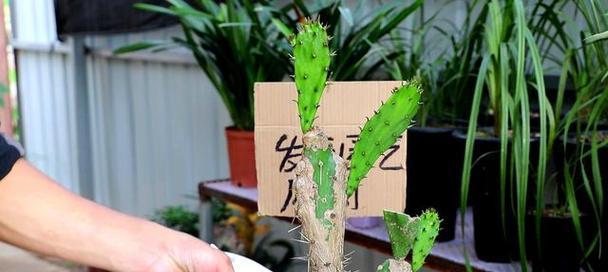 如何处理仙人掌过度浇水的情况？