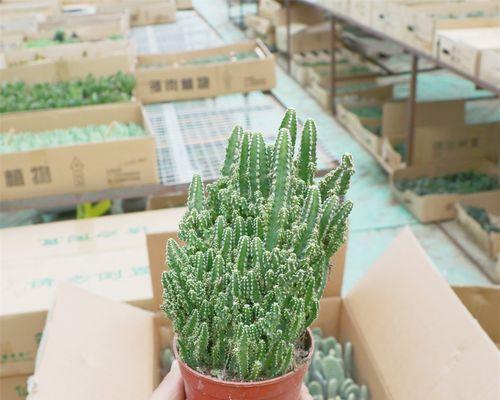 仙人球盆栽品种繁多如何选择？哪些品种最适合室内养护？
