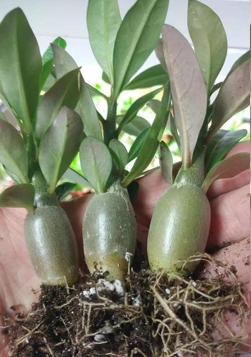 泡玫瑰花种子的正确种植方法是什么？需要哪些特别注意的点？