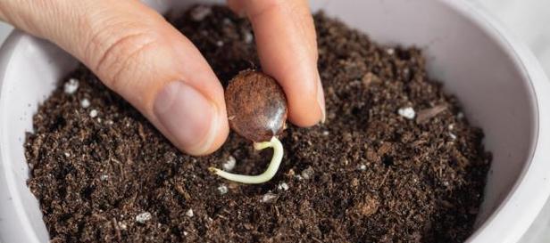 泡玫瑰花种子的正确种植方法是什么？需要哪些特别注意的点？