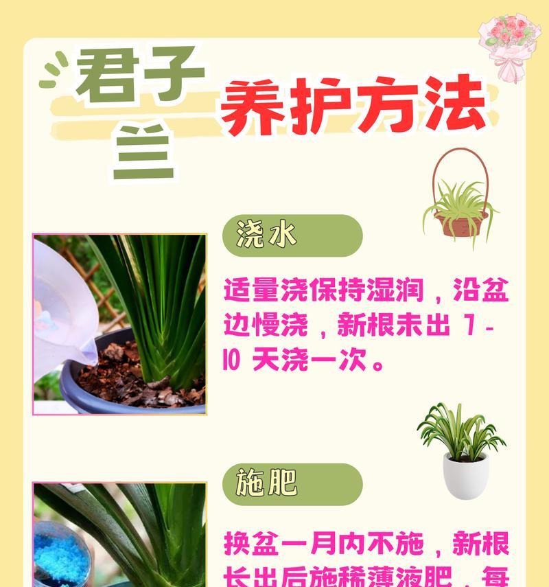 君子兰冬季土壤如何正确呵护？