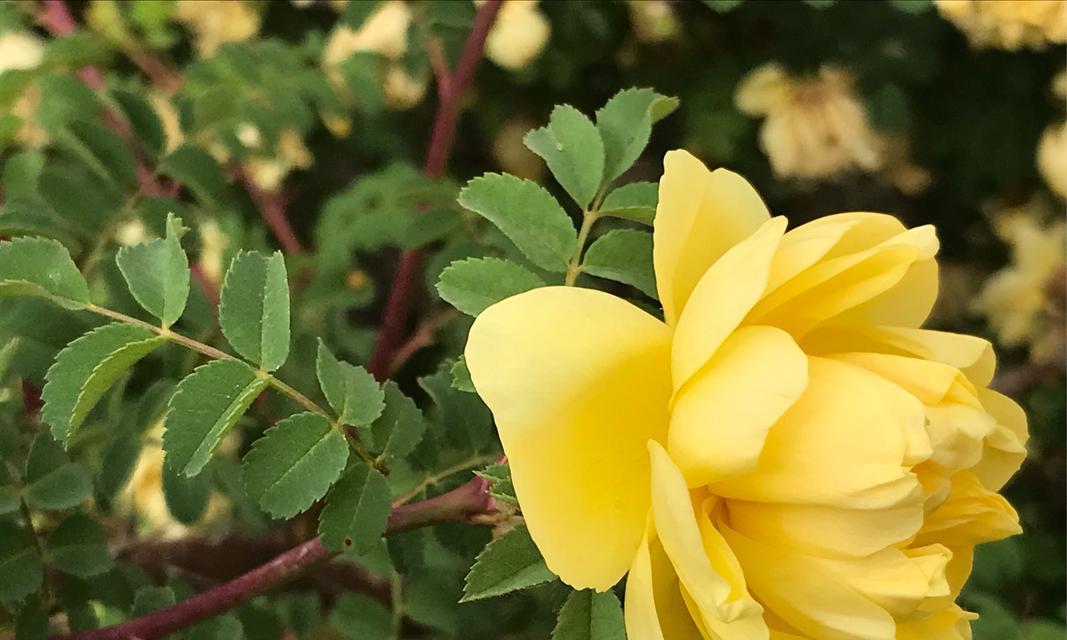 玫瑰花瓣的花怎么剪掉？剪玫瑰花瓣时应注意什么？