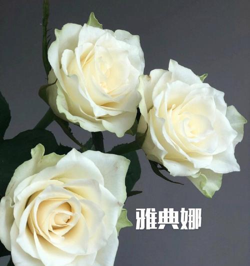 好看的白色玫瑰花品种有哪些？它们的养护要点是什么？
