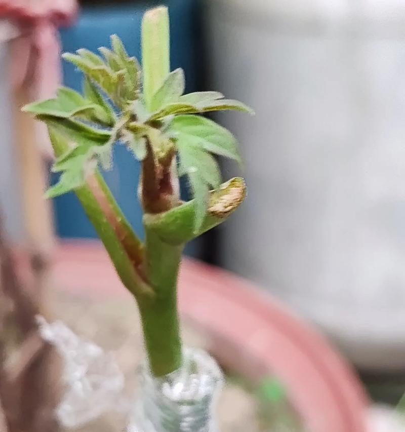 牡丹花嫁接小苗怎么养护和管理？嫁接后的护理要点是什么？