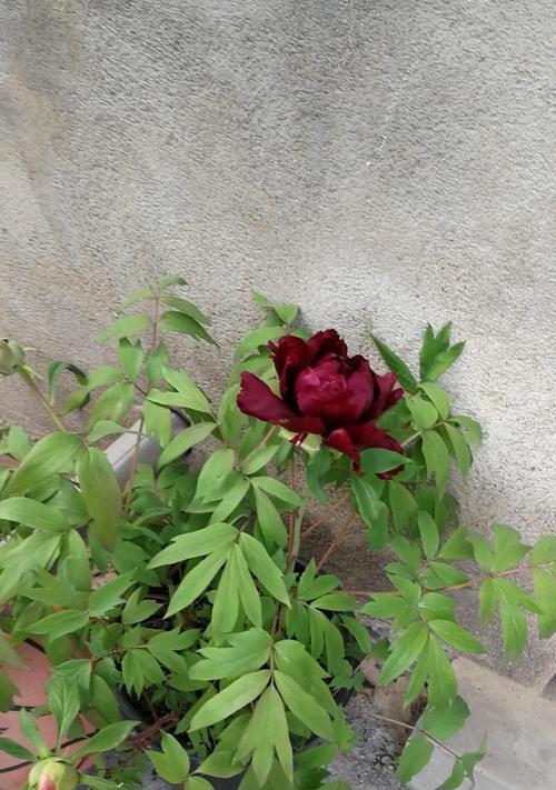 牡丹花嫁接小苗怎么养护和管理？嫁接后的护理要点是什么？