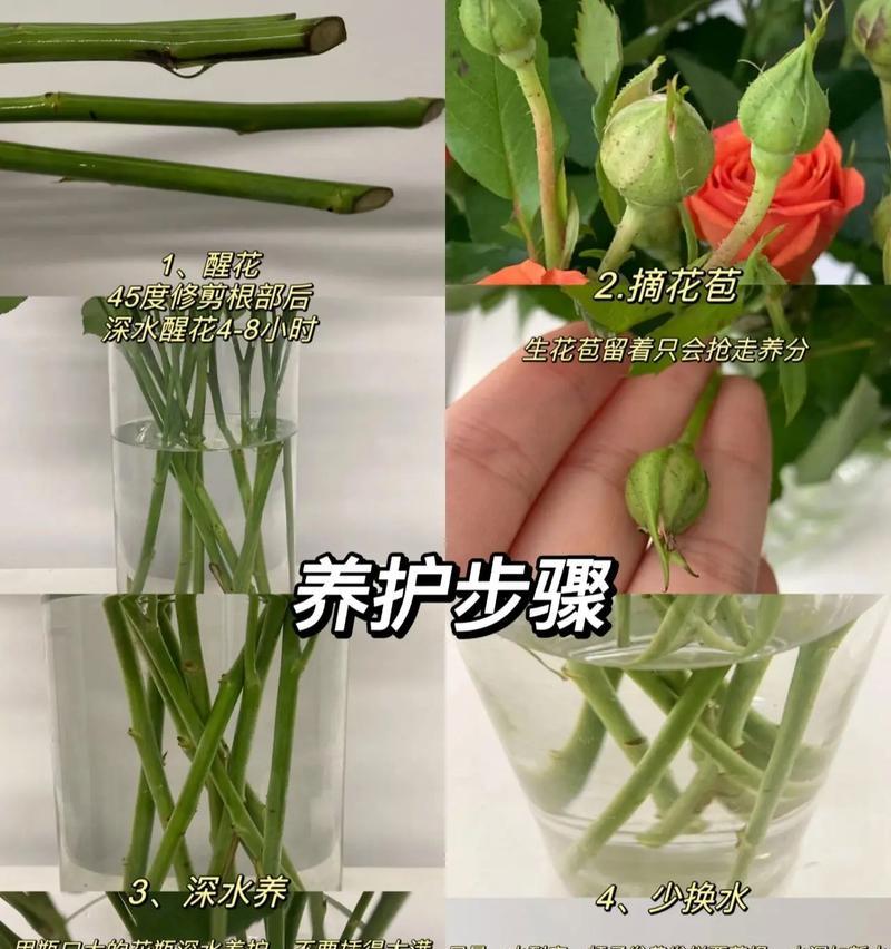 酒杯玫瑰花的养护方法是什么？
