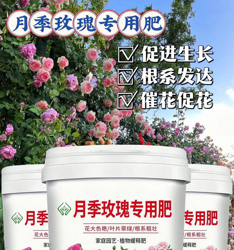 黄叶玫瑰花专用肥料的正确使用方法？