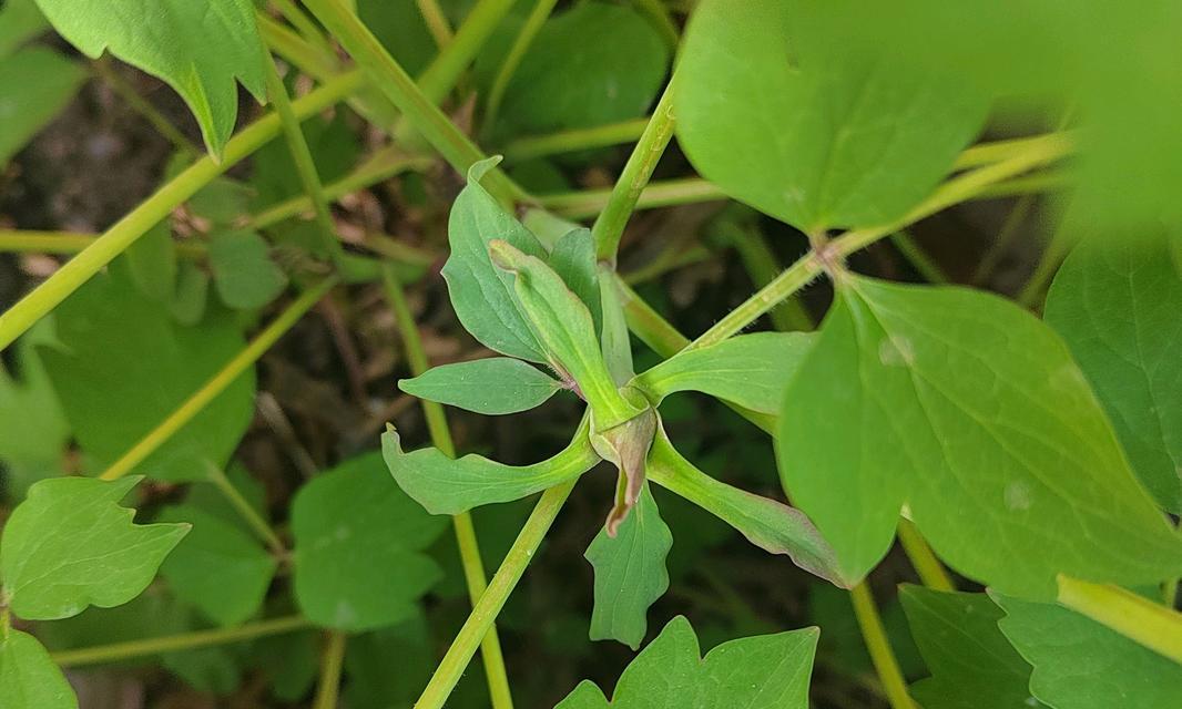 牡丹花只长叶不开花的可能原因是什么？