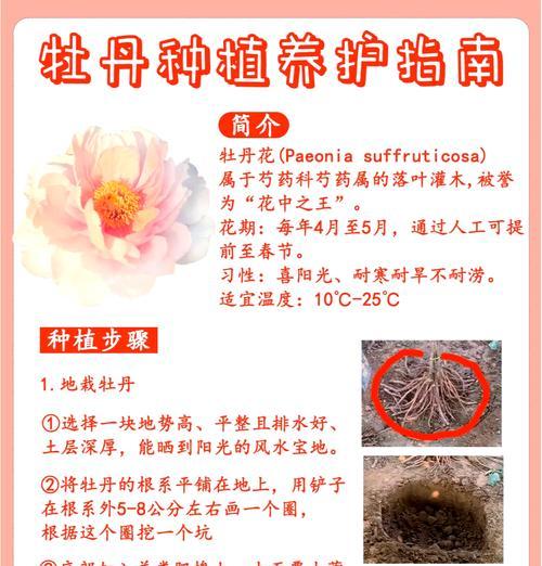 牡丹花只长叶不开花的可能原因是什么？