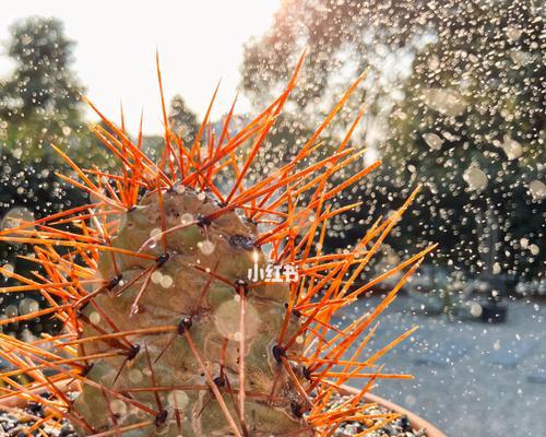 硫磺仙人掌的种植步骤是什么？