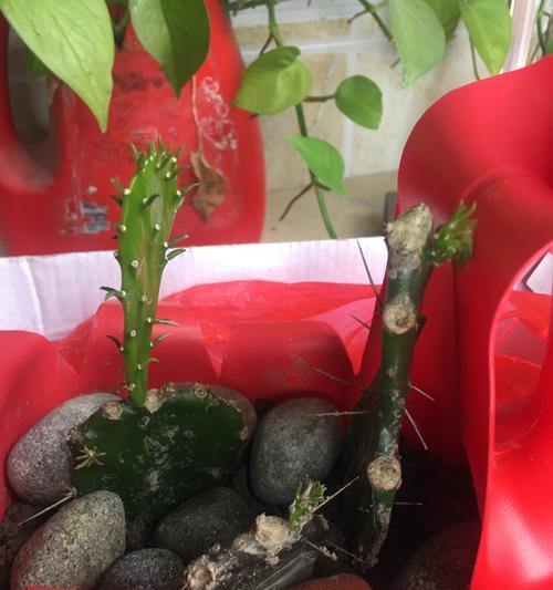 硫磺仙人掌的种植步骤是什么？