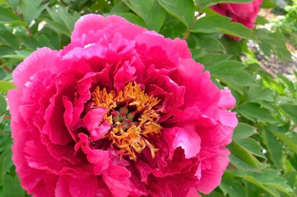 春季牡丹花不长花苞的原因是什么？如何促进花苞形成？