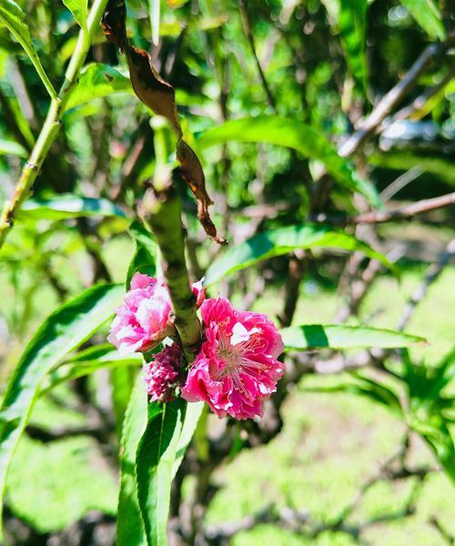 春季牡丹花不长花苞的原因是什么？如何促进花苞形成？