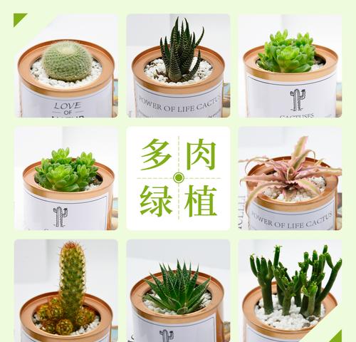 巨型花盆仙人掌开花的养殖方法是什么？
