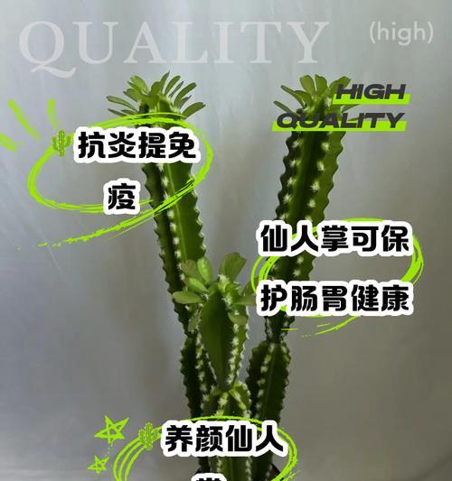 青山仙人掌盆栽的养护与管理要点是什么？