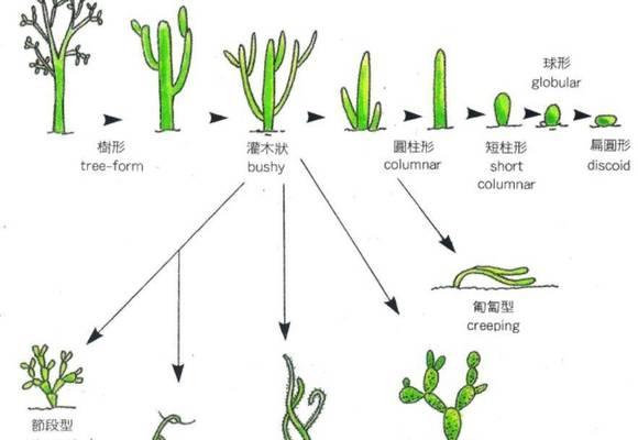 无刺仙人掌不结果的原因是什么？如何促进结果？