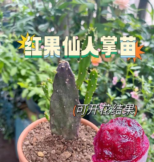 无刺仙人掌不结果的原因是什么？如何促进结果？