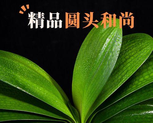 君子兰带果老苗的养护方法是什么？如何促进生长？