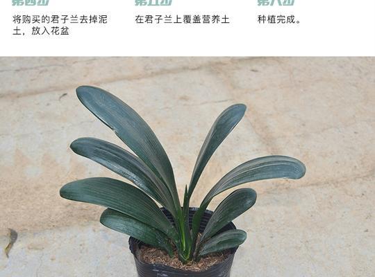 君子兰带果老苗的养护方法是什么？如何促进生长？